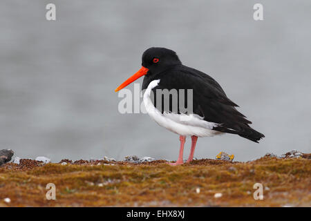 Huîtrier pie (Haematopus ostralegus) adulte debout sur la rive, Parc National de Lauwersmeer, Hollande, Pays-Bas Banque D'Images