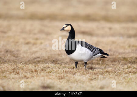 Bernache nonnette (Branta leucopsis) dans un pré, Parc National de Lauwersmeer, Hollande, Pays-Bas Banque D'Images