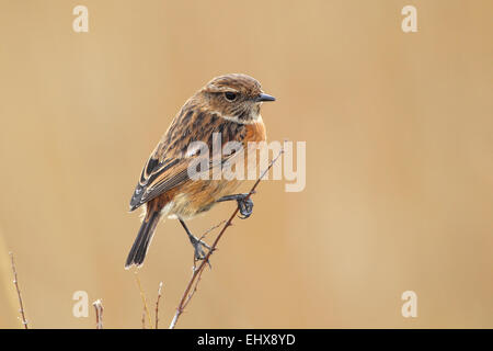 Stonechat (Saxicola torquata) femmes assis sur une branche, Parc National de Lauwersmeer, Hollande, Pays-Bas Banque D'Images