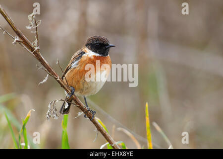 Stonechat (Saxicola torquata) hommes assis sur une branche, Parc National de Lauwersmeer, Hollande, Pays-Bas Banque D'Images