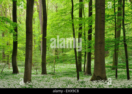 La forêt de feuillus au printemps, les fleurs de l'ail des ours (Allium ursinum), Nordrhein-Westfalen, Allemagne Banque D'Images