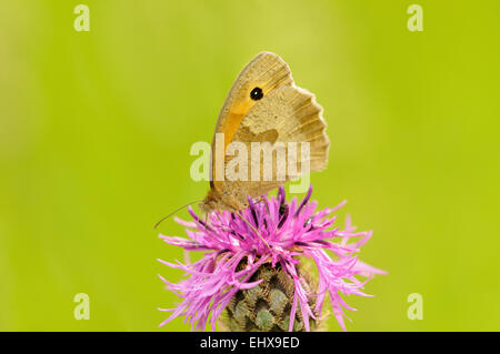 Petit Heath (Coenonympha pamphilus) assis dans un pré de centaurée maculée (Centaurea jacea), Nordrhein-Westfalen, Allemagne Banque D'Images