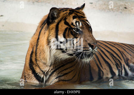 Tigre dans l’eau Banque D'Images