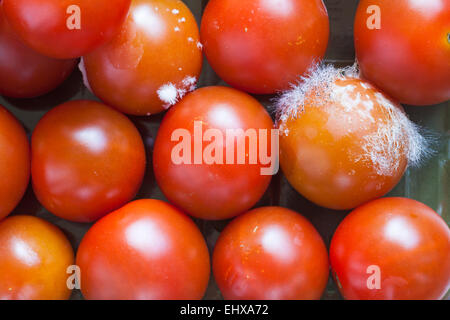 Close up de tomates moisies la moisissure sur tomate - regardant vers le bas d'en haut Banque D'Images