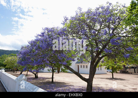 Fleurs en herbe pourpre sur bleu (Jacaranda Jacaranda mimosifolia) arbres, Franschhoek, Afrique du Sud Banque D'Images