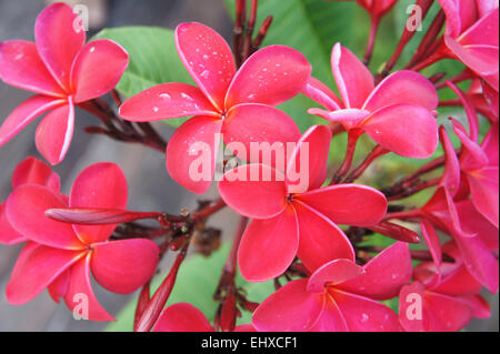 Araliya Fleurs ou fleurs du Temple Banque D'Images