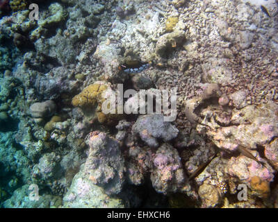 Clown Triggerfish mise à l'abri sur un récif de corail dans les Maldives Banque D'Images