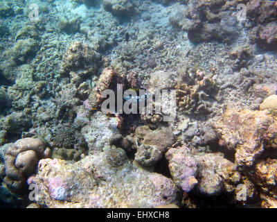 Clown Triggerfish mise à l'abri sur un récif de corail dans les Maldives Banque D'Images