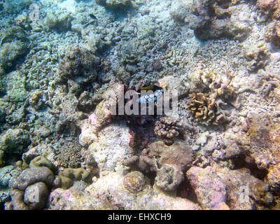 Clown Triggerfish mise à l'abri sur un récif de corail dans les Maldives Banque D'Images