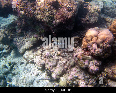 Clown Triggerfish mise à l'abri sur un récif de corail dans les Maldives Banque D'Images