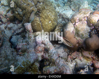 Bordée Bristletooth chirurgiens, mérous, élancée, Blennies Sabretooth et Kauderni sur un récif de corail dans les Maldives Banque D'Images