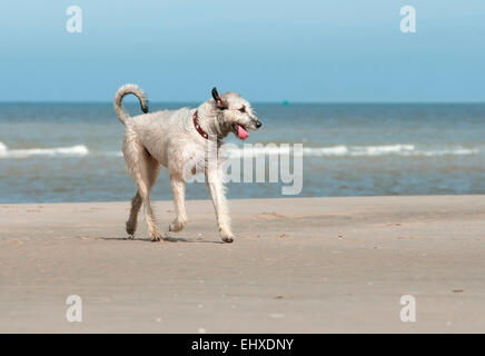 Irish Wolfhound trotting beach Pays-Bas Banque D'Images