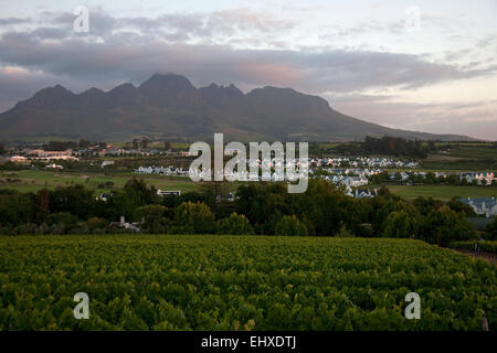 Vignes dans un vignoble, Stellenbosch, Province de Western Cape, Afrique du Sud Banque D'Images