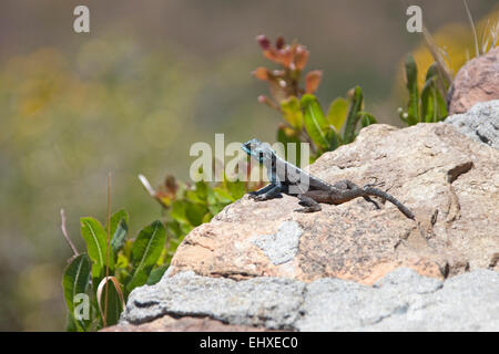 Close-up of lizard on a rock, Afrique du Sud Banque D'Images