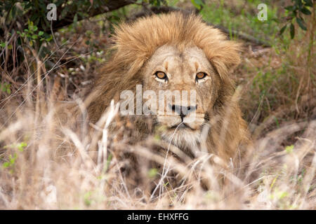 Lion (Panthera leo) dans la forêt de détente, Kruger National Park, Afrique du Sud Banque D'Images