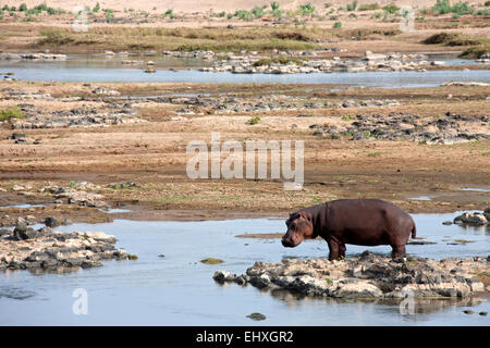 Hippopotame (Hippopotamus amphibius) eau potable, Kruger National Park, Afrique du Sud Banque D'Images