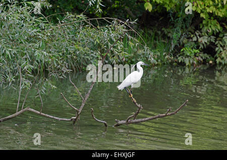 Une Aigrette garzette (Egretta garzetta) en plumage nuptial, Saône, Bourgogne, France. Banque D'Images