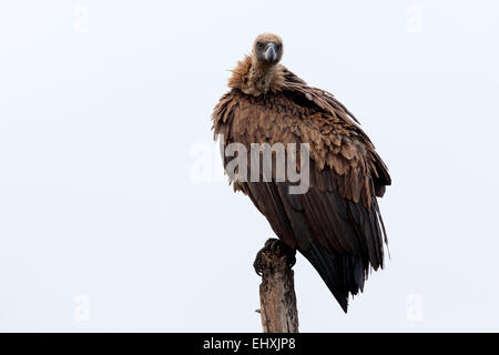 Hooded vulture (Necrosyrtes monachus) percher sur un poste en bois, Afrique du Sud Banque D'Images