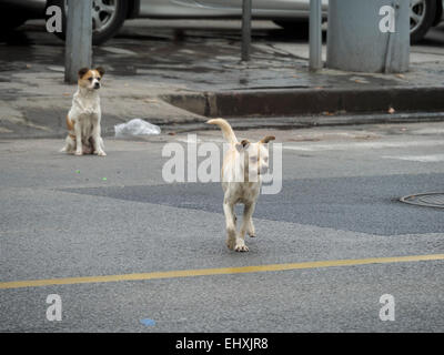 Deux chiens errants dans les rues d'une ville Banque D'Images