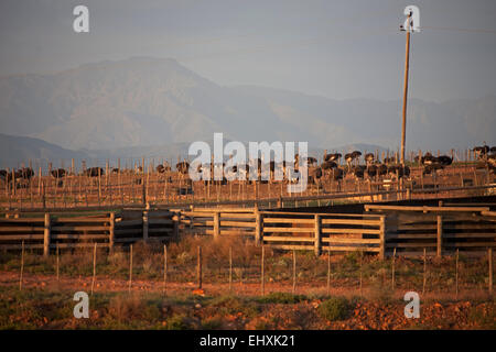 Autruches ferme, Oudtshoorn, Province de Western Cape, Afrique du Sud Banque D'Images