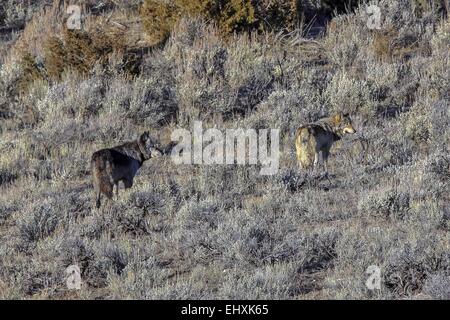 10 mars 2015 - Alpha male 712M (à gauche) et de deux ans du Canyon pack juste avant l'attaque de wapitis. 712 le loup a été pourchassé par les élans dans le Parc National de Yellowstone. (Crédit Image : © Keith R. Crowley/Zuma sur le fil) Banque D'Images