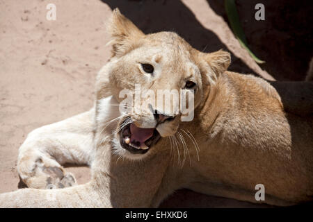 Portrait d'une jeune lionne, Afrique du Sud Banque D'Images