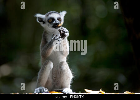 Untitled Document l'anneau de manger, Afrique du Sud Banque D'Images