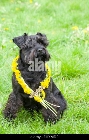 Schnauzer nain noir décoré dog sitting on Grass Banque D'Images