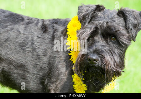 Chien Schnauzer nain noir décoration libre Vue de côté Banque D'Images