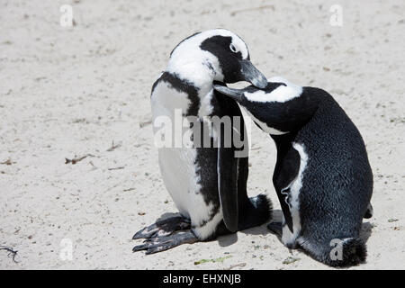 Paire de pingouins africains (Spheniscus demersus) sur plage, Boulders Beach, Cape Town, Western Cape Province, Afrique du Sud Banque D'Images