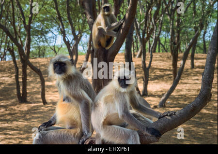 Langurs gris prendre une sieste dans un taillis d'acacias près de la ville de Pushkar, au Rajasthan, en Inde. Banque D'Images