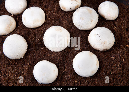 Plusieurs champignons croissant sur un sol noir Banque D'Images