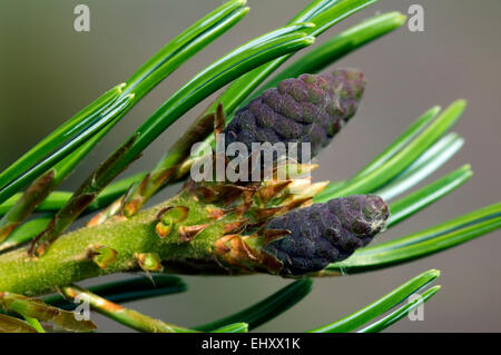 Pin blanc du Japon / Encens japonais pin à cinq aiguilles (Pinus parviflora / Pinus pentaphylla) close up d'aiguilles et des fleurs femelles Banque D'Images