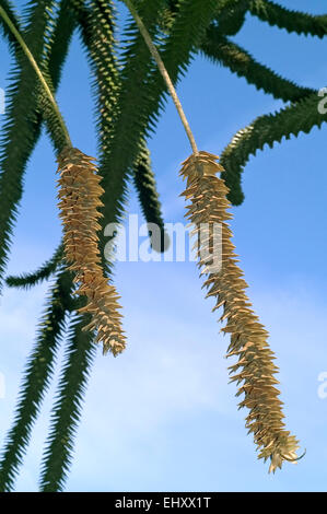 Singe monkey puzzle tree / arbre / queue / pin chilien pehuén (Araucaria araucana), originaire d'Argentine et Chili Banque D'Images