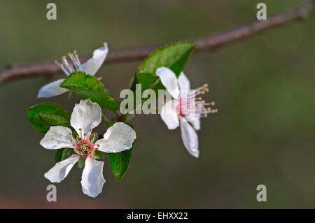 Wild Cherry / Sweet Cherry / bird cherry / gean (Prunus avium / Cerasus avium) en fleurs au printemps Banque D'Images