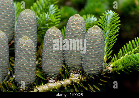 Gusang / sapin de Corée (Abies koreana) namu close up de cônes, originaire de Corée Banque D'Images