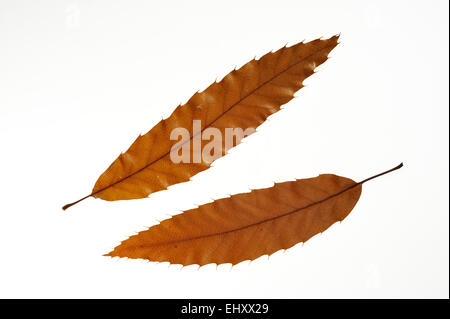 Liban (Quercus libani) feuilles à l'automne couleurs, originaire d'Asie occidentale contre fond blanc Banque D'Images