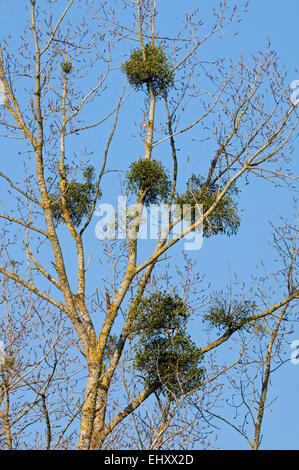 Le gui européen commun / faux-gui (Viscum album), hémiparasite poussant sur des branches de peuplier au printemps Banque D'Images