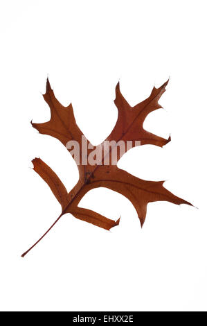 Pin oak / chêne des marais Quercus palustris (Espagnol) des feuilles en automne les couleurs, originaire d'Amérique du Nord contre fond blanc Banque D'Images