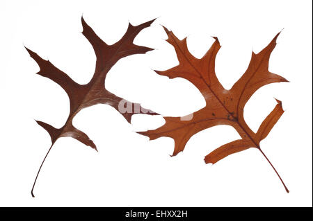 Pin oak / chêne des marais (Quercus palustris espagnol) feuilles à l'automne couleurs, originaire d'Amérique du Nord contre fond blanc Banque D'Images