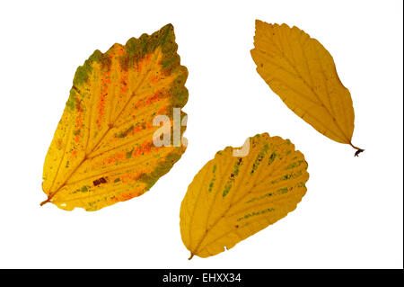 Ironwood perse (Parrotia persica) feuilles à l'automne couleurs, originaire de l'Iran contre l'arrière-plan blanc Banque D'Images