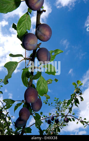 Les prunes mûres poussant sur branche de prunier (Prunus domesticus) Banque D'Images