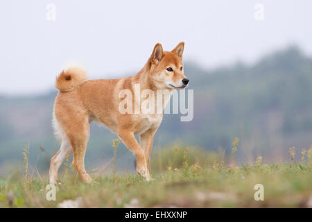 Shiba Inu Red Hot walking meadow Allemagne Banque D'Images