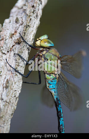 Libellule Anax imperator empereur ; ; Homme célibataire Cornwall ; UK Banque D'Images