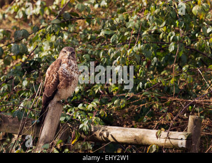 Wild Buse variable, Buteo buteo perché sur piquet sur le bord de forêt Banque D'Images