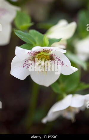 Close up une Hellebore blanc avec points roses Banque D'Images