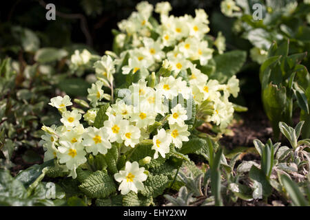 Primula vulgaris - primroses fleuries dans un jardin de printemps. Banque D'Images