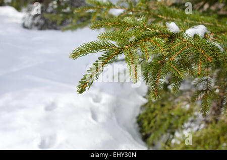 L'Épinette rouge (Picea rubens) en hiver, le parc national Acadia, Bar Harbor, Maine. Banque D'Images