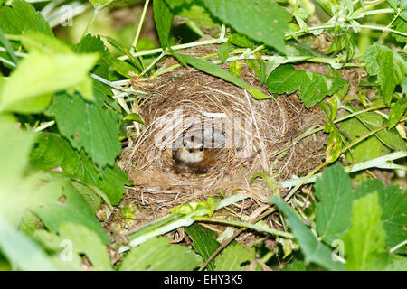 Phylloscopus trochilus. Le nid du Willow Warbler dans la nature. Banque D'Images