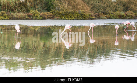 Promenade dans l'étang. Flamants Roses à Cagliari. Banque D'Images